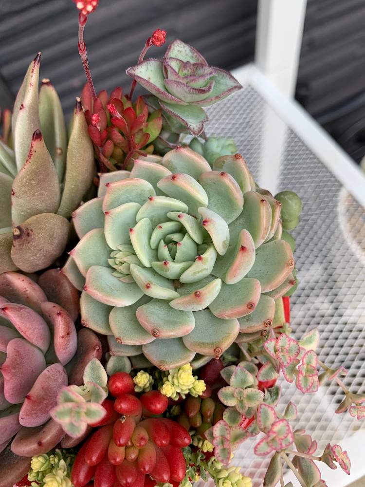 きよたんさんの投稿画像 月2月14日 Greensnap グリーンスナップ