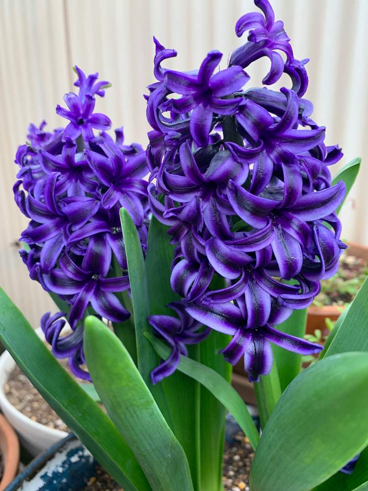 ヒヤシンス 紫 の投稿画像 By にんじんさん 小さな庭と花のある暮らしと花のある暮らし 月2月14日 Greensnap グリーンスナップ Greensnap グリーンスナップ