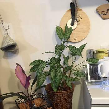 映画レオンの投稿画像一覧 Greensnap グリーンスナップ