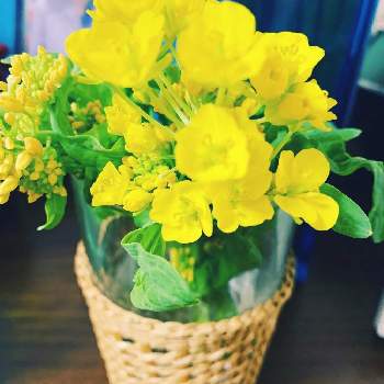 菜の花（食用）の画像 by のんこさん | 部屋と菜の花（食用）と花のある暮らしと『お部屋を彩る、春の花』フォトコン