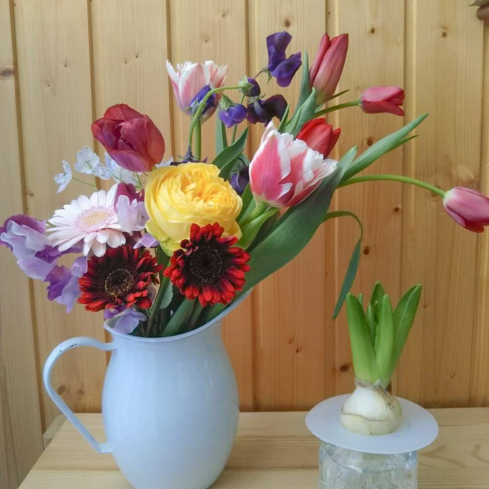 ガーベラの投稿画像 By Emmaさん チューリップとバラとスイトピーとデルフィニウムとヒヤシンス 水耕栽培とヒヤシンスの水耕栽培と岩手県と生花と花のある暮らしと お部屋を彩る 春の花 フォトコンと切り花 月2月14日 Greensnap グリーンスナップ