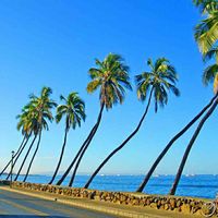 ヤシの木,うみ♪,鮮やか ,元気色,華やかの画像