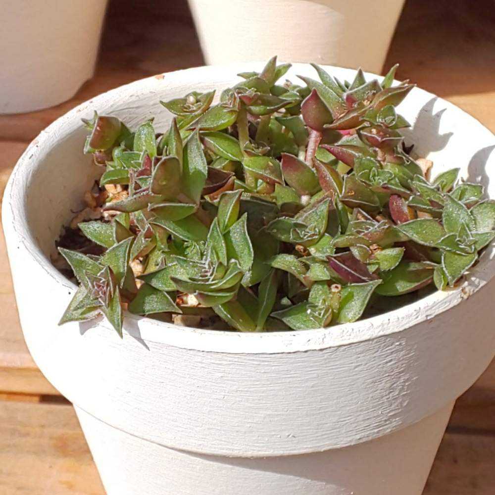 228 茜の塔の生長記録 21 04 11更新 Greensnap グリーンスナップ