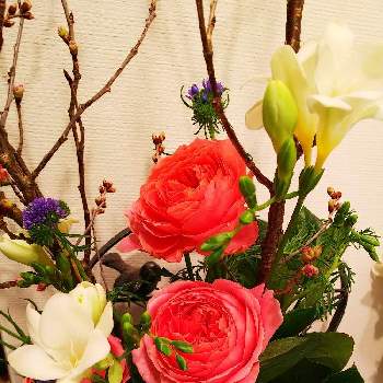 バラ ロマンティックアンティーク の投稿画像一覧 Greensnap グリーンスナップ