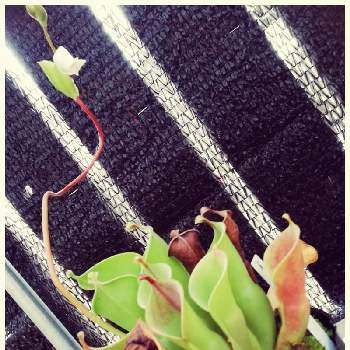 山田食虫植物農園の画像 by leuco♂さん | バルコニー/ベランダと観葉植物と食虫植物と山田食虫植物農園と珍奇植物とヘリアンフォラ属