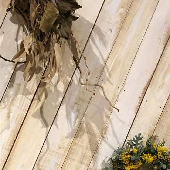 田舎の散歩の画像 by yukkiさん | インテリアとワイルド系とドライフラワーのある暮らしと今日の一枚とナチュラルリースと花のある暮らしと登米市と田舎の散歩と『お部屋を彩る、春の花』フォトコンとミモザリースとゆっきー's flower