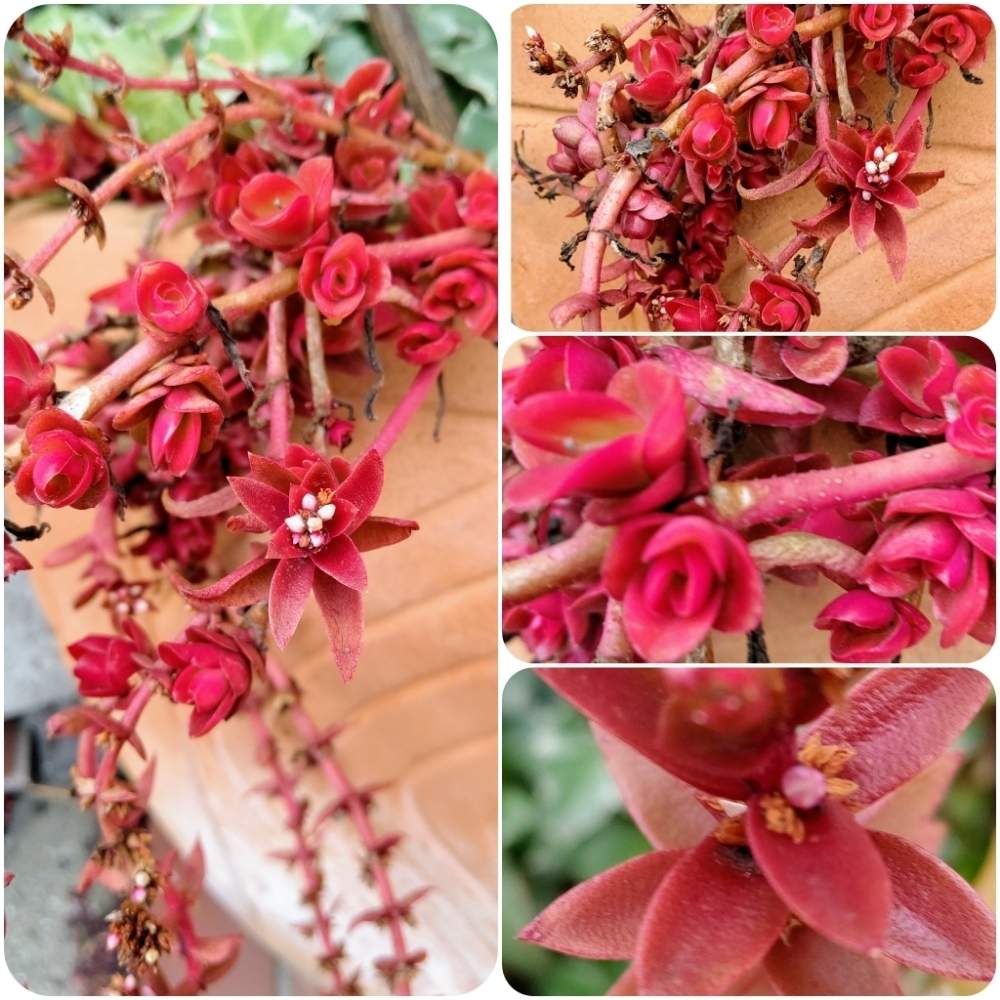 火祭りかな の投稿画像 By 珊瑚さん カクレイ と兵庫県と火祭り紅葉と多肉女子と花のある暮らしとカクレイ 紅葉と赫麗 カクレイ と多肉植物と神戸垂水 月2月14日 Greensnap グリーンスナップ