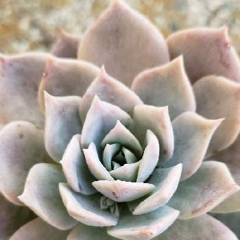 30 割引グリーン系 10 Off 多肉植物 スワベオレンス セダム属 在庫 34つ 植物 観葉植物 インテリア 住まい 小物グリーン系 Pumpkinranch Com 30 割引グリーン系 10 Off 多肉植物 スワベオレンス セダム属 在庫 34つ 植物 観葉植物 インテリア 住まい 小物グリーン系 Pumpkinranch Com