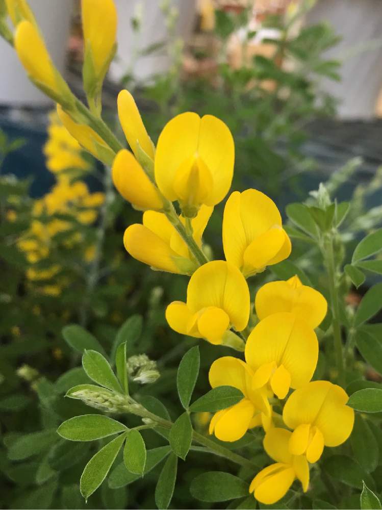 エニシダの投稿画像 By ライオンさん マメ科と今日のお花とビタミンカラーと花のある暮らしと金雀枝 と蝶形花 月2月15日 Greensnap グリーンスナップ