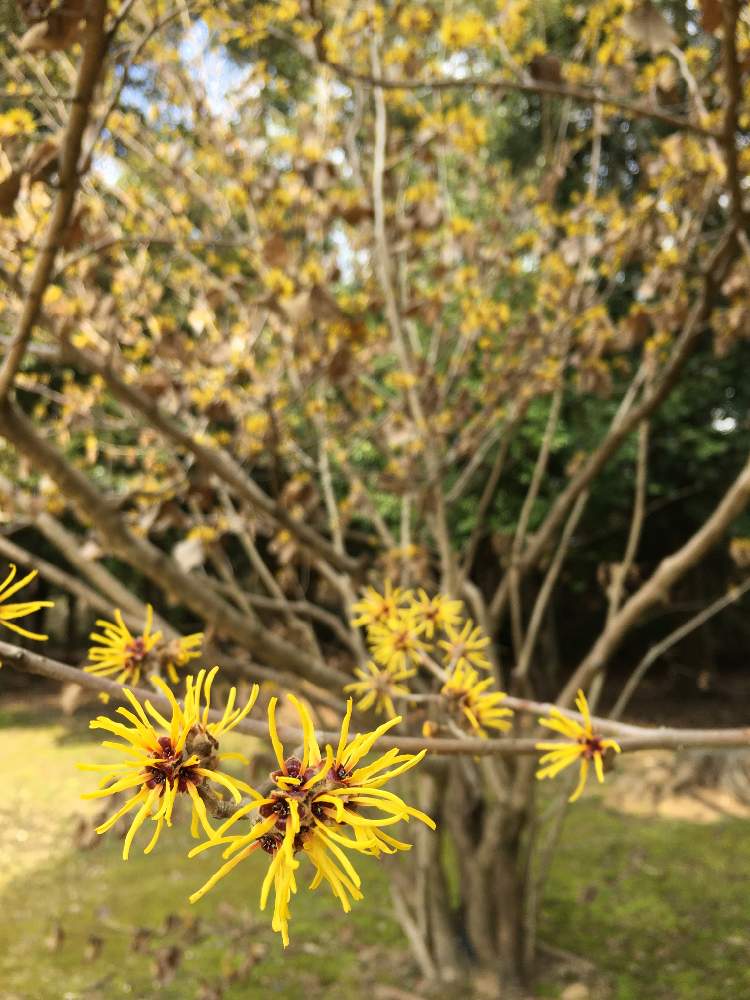 マンサクの投稿画像 By としべーさん 公園と花のある暮らしとさんぽ道 月2月15日 Greensnap グリーンスナップ