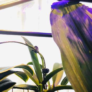 ミキスマイルの画像 by 蘭ニックさん | 窓辺とミキスマイルと窓辺の植物と緑のある暮らしと仕切り直しと緑の初心者と洋蘭チャレンジと花のある暮らしと西洋蘭