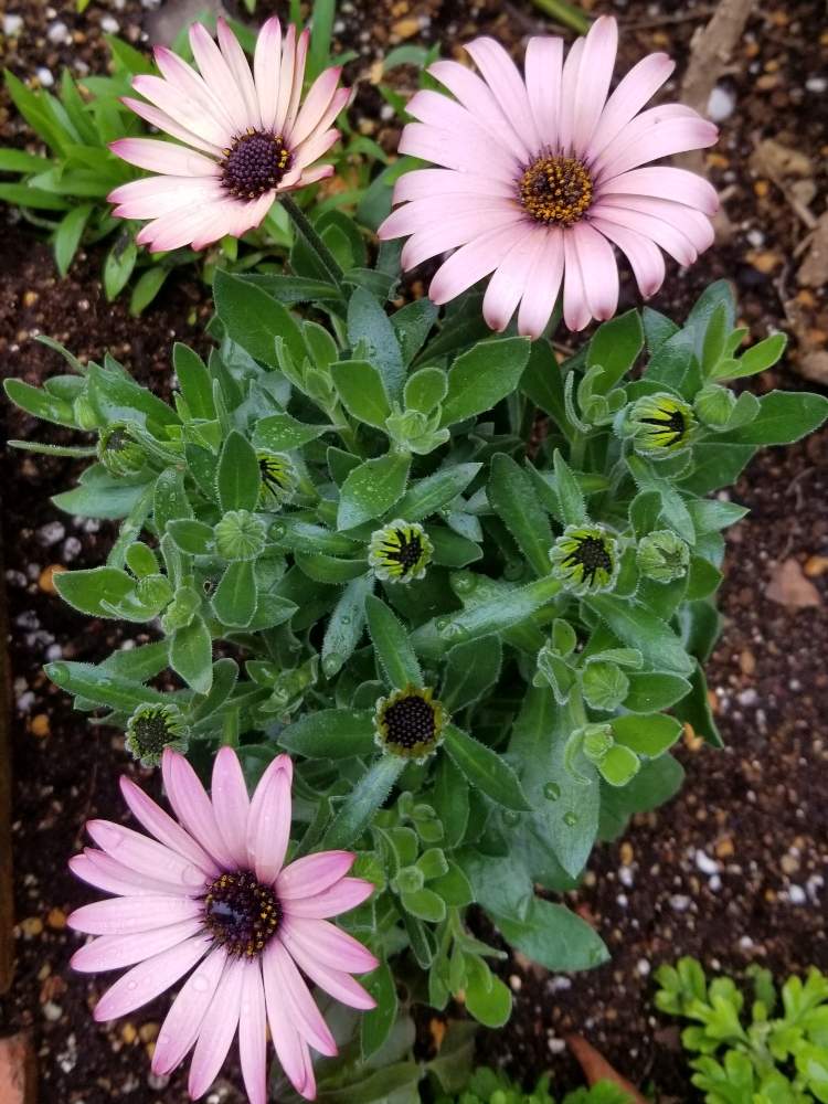 オステオスペルマムアキラ サンセットシェードの投稿画像 By りょうたんさんさん 花壇と花のある暮らしとと花壇と花のある暮らしと 月2月15日 Greensnap グリーンスナップ Greensnap グリーンスナップ