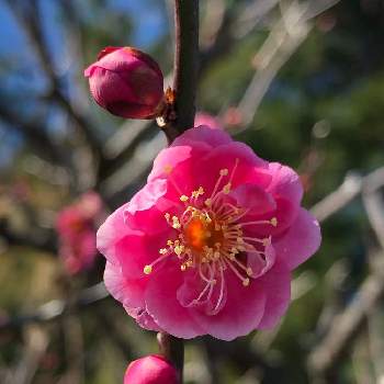紅梅♪の画像 by イチゴさん | お出かけ先と梅の花♪と八重咲き♪と花のある暮らしと紅梅♪と八重寒紅♪