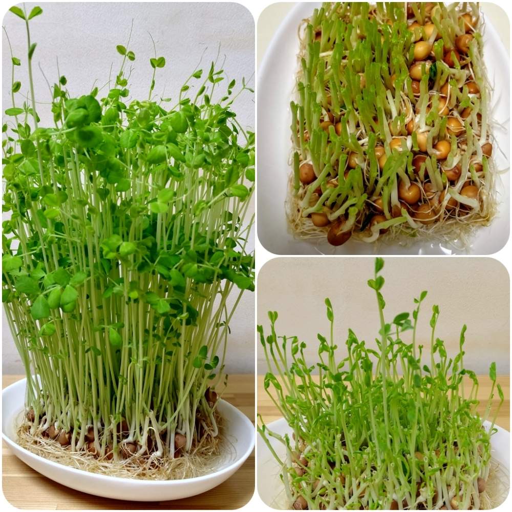 豆苗の投稿画像 By 珊瑚さん 兵庫県と家庭菜園とスプラウト栽培と花のある暮らしと家庭菜園奮闘日記と自家野菜のお料理と神戸垂水 月2月15日 Greensnap グリーンスナップ