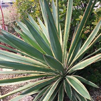 ユッカ グロリオサ バリエガータの投稿画像一覧 Greensnap グリーンスナップ