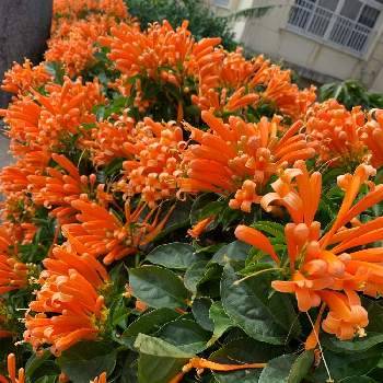 かえんかずらの投稿画像一覧 Greensnap グリーンスナップ