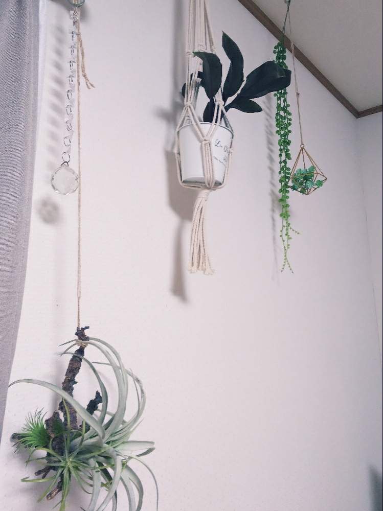 コルジリネの投稿画像 By さえさん 観葉植物と花のある暮らしと吊るすとハンギング 月2月15日 Greensnap グリーンスナップ