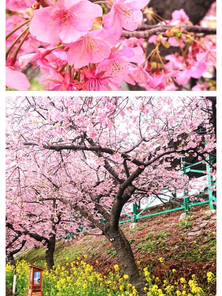菜の花の投稿画像 By きむきむさん 河津桜とピンクと花のある暮らしと河津桜祭りとさくら 月2月15日 Greensnap グリーンスナップ