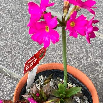 プリムラ ロゼアの投稿画像一覧 Greensnap グリーンスナップ