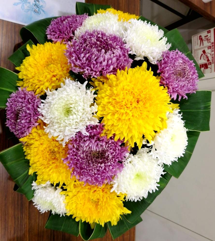 キクの投稿画像 By ぺこりん さん 菊 かがり弁と紫色の花とgs映えとgs日和と黄色い花とボタニカルスポットとおでかけ先ときれいな色と珍しい植物と白い花とお散歩とかわいいな と名港花き市場とお出かけ先にて 月2月15日 Greensnap グリーンスナップ