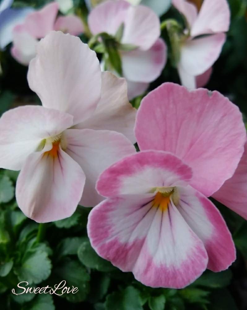 ビオラの投稿画像 By ルビーさん 植田さんビオラとジョイフル本田とげんきもらえますと鉢植えと花のある暮らしと虹色スミレ スィートラブとバルコニー ベランダとビオラ パンジーと植田さんビオラとジョイフル本田とげんきもらえますと鉢植えと花のある暮らしとビオラ