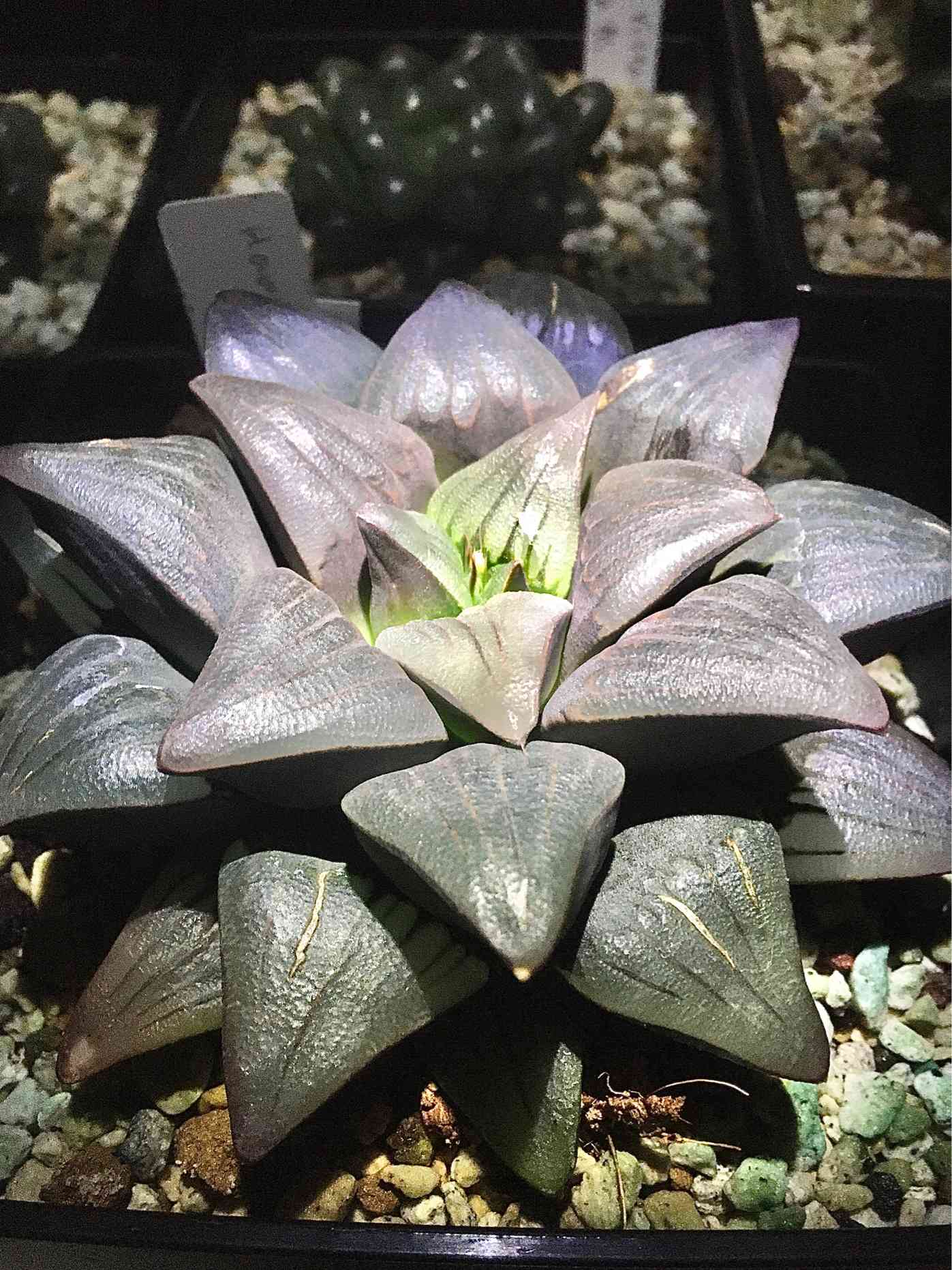 ハオルチア ピグマエア錦 極上斑 多肉植物 観葉植物 ハオルチア