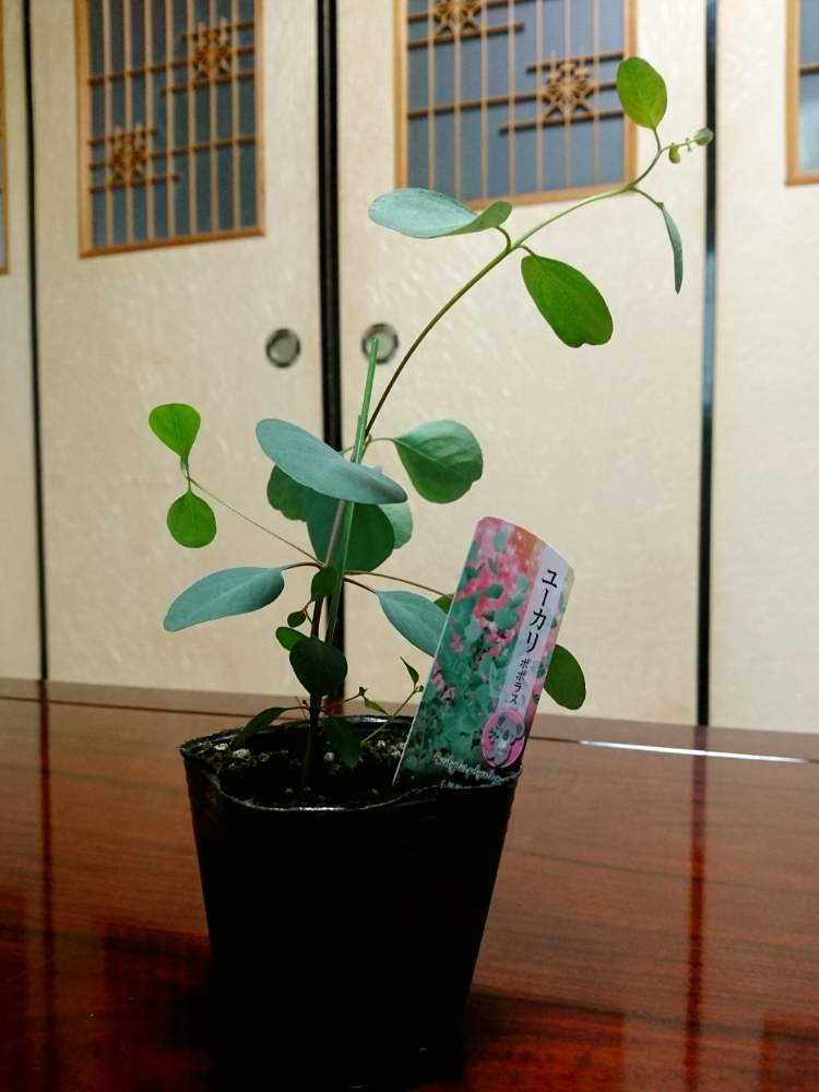 ユーカリポポラスの投稿画像 By Taya S Lab さん ユーカリの苗とユーカリの鉢植えとハーブとドライ用の苗とogプランツとバルコニストと 持ち株リスト と たやポポラス 月2月15日 Greensnap グリーンスナップ ユーカリポポラスの投稿画像 By Taya S Lab さん ユーカリの苗とユーカリの鉢植えとハーブとドライ用の苗とogプランツとバルコニストと 持ち株リスト と たやポポラス 月2月15日 Greensnap グリーンスナップ