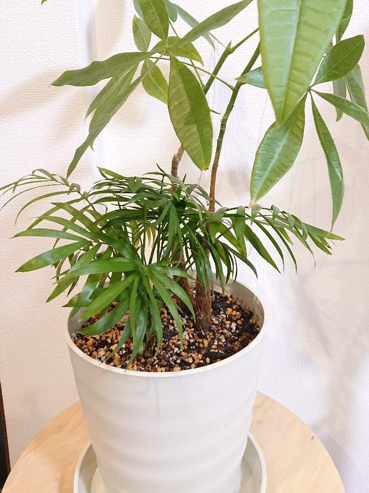 テーブルヤシの投稿画像 By そねこさん パキラと部屋と観葉植物と観葉植物 月2月15日 Greensnap グリーンスナップ Greensnap グリーンスナップ