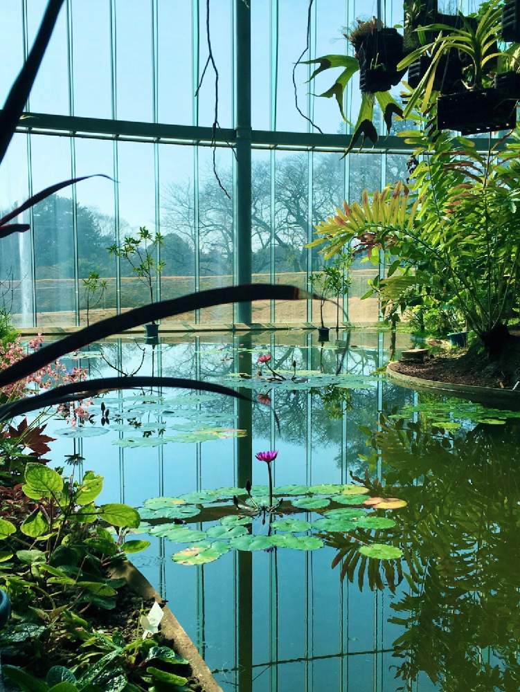ハスの投稿画像 By めじさん 温室と新宿御苑とハス池 月2月15日 Greensnap グリーンスナップ