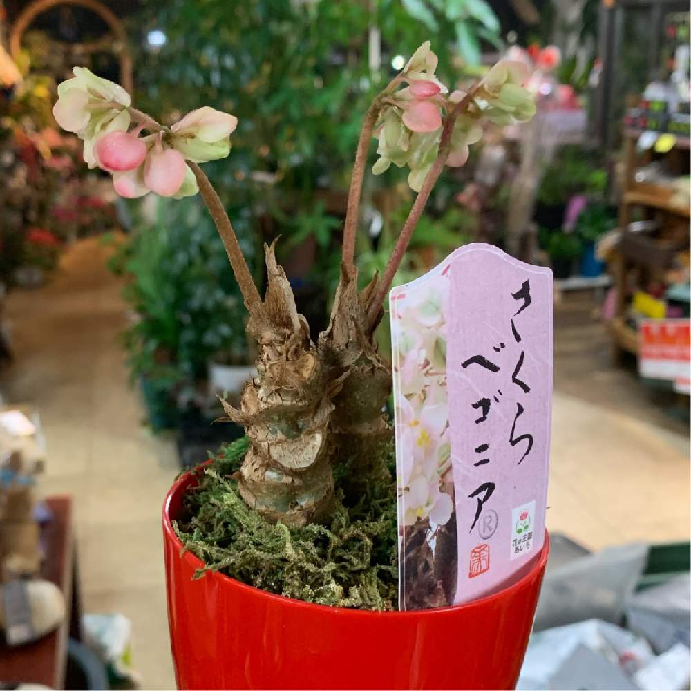 さくらベゴニア クラシカウリスの投稿画像 By 花のコメサンさん 根茎性ベゴニアと新潟県と長岡市 月2月15日 Greensnap グリーンスナップ