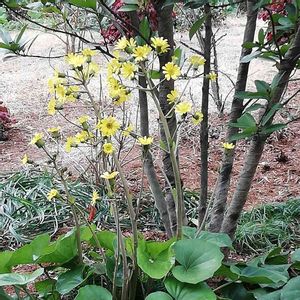 爽やか,花のある暮らし,屋上庭園,ありがとう♡,綺麗✨の画像