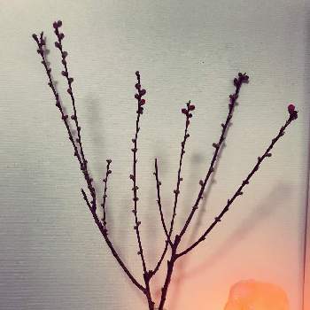 切り枝の画像 by まみっぺさん | 部屋と桃の花と春のお花と切り枝と和風と生花と和な植物と桃の花☆とガーデニングと花のある暮らしと和の花と『お部屋を彩る、春の花』フォトコン
