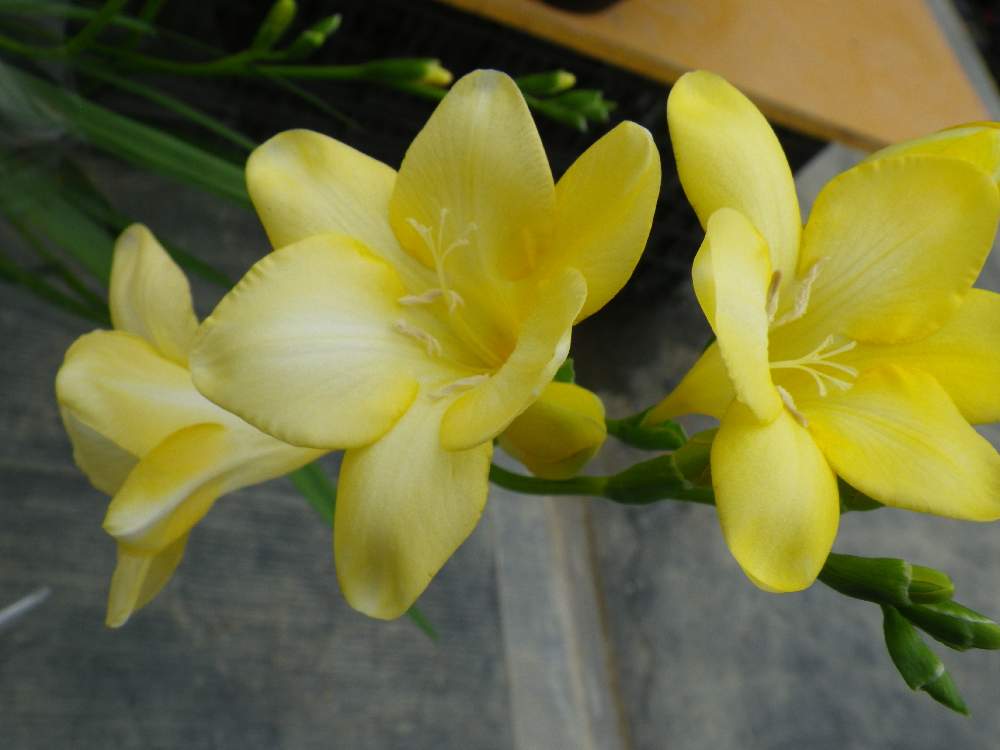 フリージアの投稿画像 By Takaさん 花のある暮らし 月2月16日 Greensnap グリーンスナップ