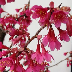 盆栽,爽やか,花のある暮らし,屋上庭園,綺麗✨の画像