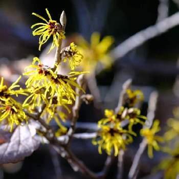 万作の投稿画像一覧 Greensnap グリーンスナップ