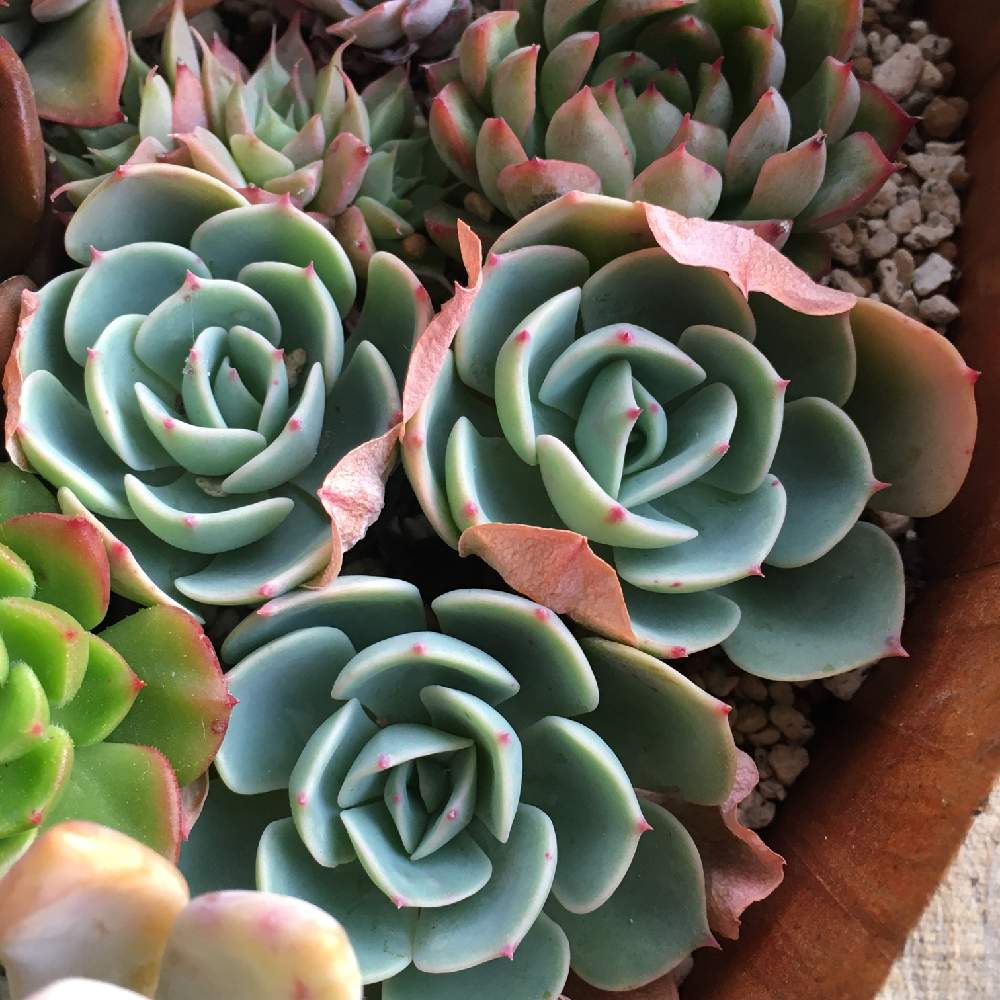 山形の投稿画像 By Yukari23さん レディジアと冬越しと 七福神と東北と簡易温室と多肉女子と春待ちとタニラーと可愛いと七福神 多肉と多肉寄せ植えとやっぱり七福神が好き 月2月16日 Greensnap グリーンスナップ