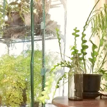 ビニール 温室の画像 by ジャングルeさん | 部屋とビニール 温室と観葉植物と温室とボタニカルライフと成長記録