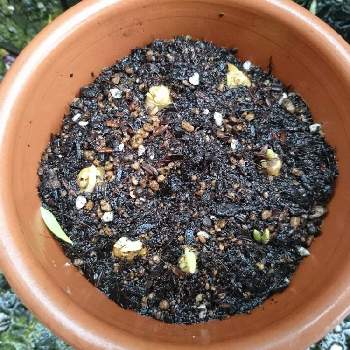 シラーイングリッシュブルーベルの投稿画像一覧 Greensnap グリーンスナップ シラーイングリッシュブルーベルの投稿画像一覧 Greensnap グリーンスナップ