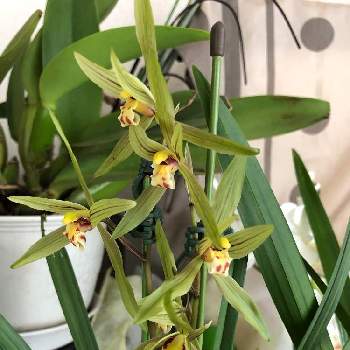 春寒蘭の投稿画像一覧 Greensnap グリーンスナップ