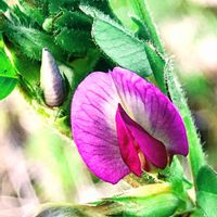 カラスノエンドウ,ヤハズエンドウ(カラスノエンドウ),花のある暮らし,野の花,しべ好きの画像