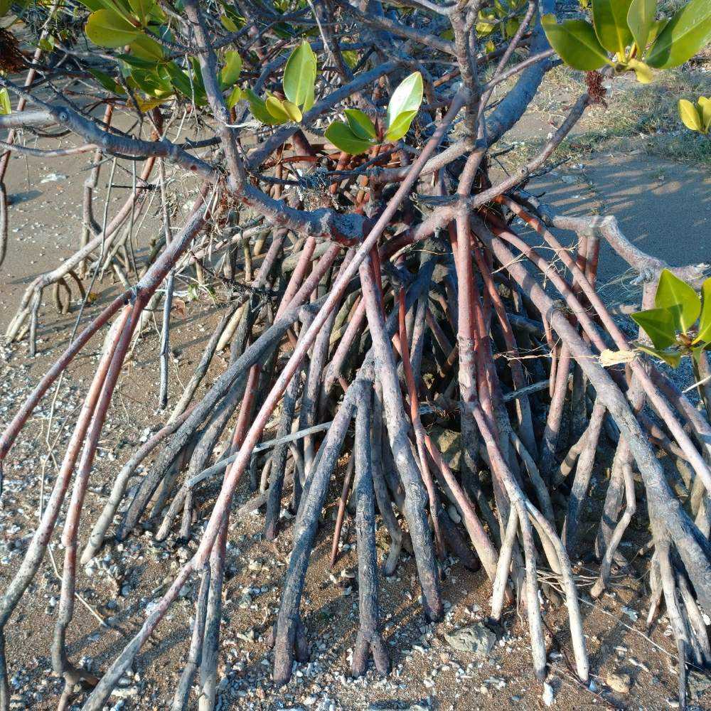 八重山諸島 の 植物 Greensnap グリーンスナップ