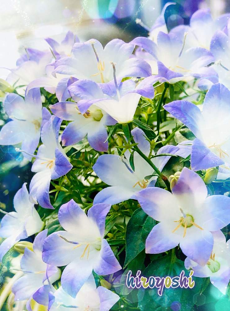 カンパニュラ ファンシーミーの投稿画像 By Hiroyoshiさん 花のある暮らしときれいなお花と防長っ子 月2月16日 Greensnap グリーンスナップ
