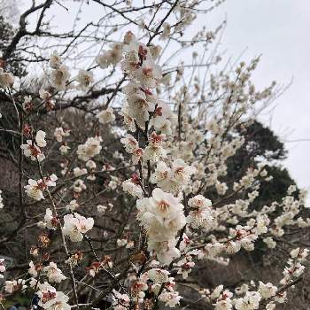 一重野梅 ひとえやばい の投稿画像一覧 Greensnap グリーンスナップ