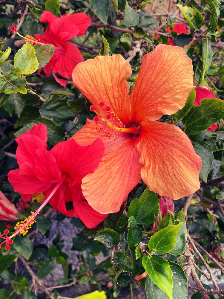 ハイビスカスの投稿画像 By 泉さん 仏桑花 と山野草と沖縄 月2月16日 Greensnap グリーンスナップ