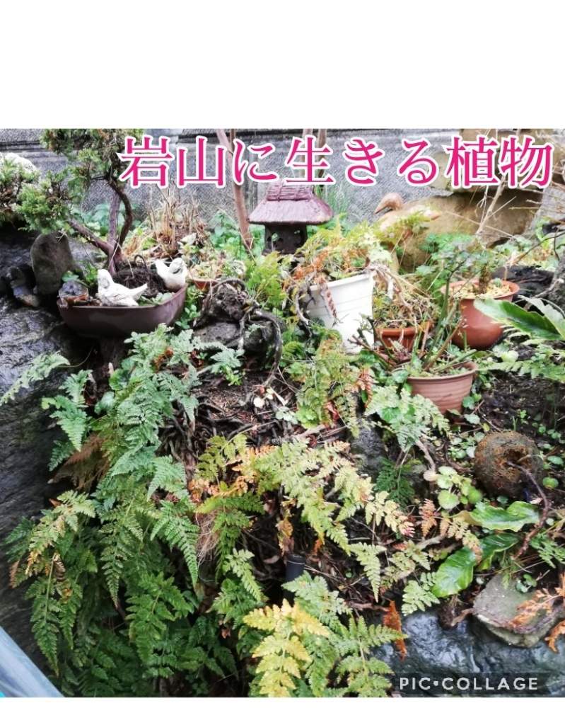 軽石盆栽の投稿画像 By あまのじゃくさん 月2月16日 Greensnap グリーンスナップ