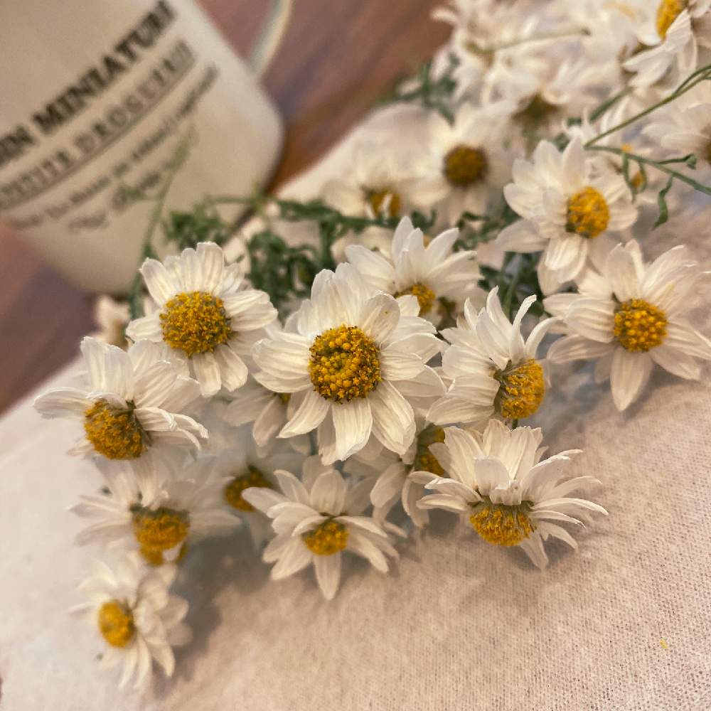 花かんざしの投稿画像 By Mi さん ドライフラワーと花のある暮らしとガーデニング初心者 月2月16日 Greensnap グリーンスナップ