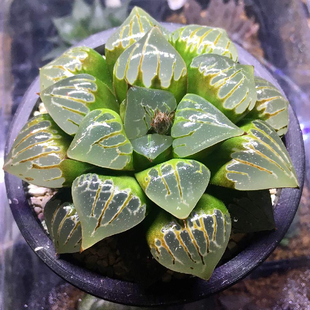 ハオルチア_カンタロープアイランド(大苗) Amazon.co.jp: * カンタロープアイランド大苗 *.ハオルシア