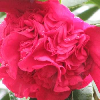 南蛮紅  椿の画像 by サワーポメロさん | 小さな庭と素敵な庭に✨と皆様に感謝と我が家の椿と花のある暮らしと南蛮紅  椿