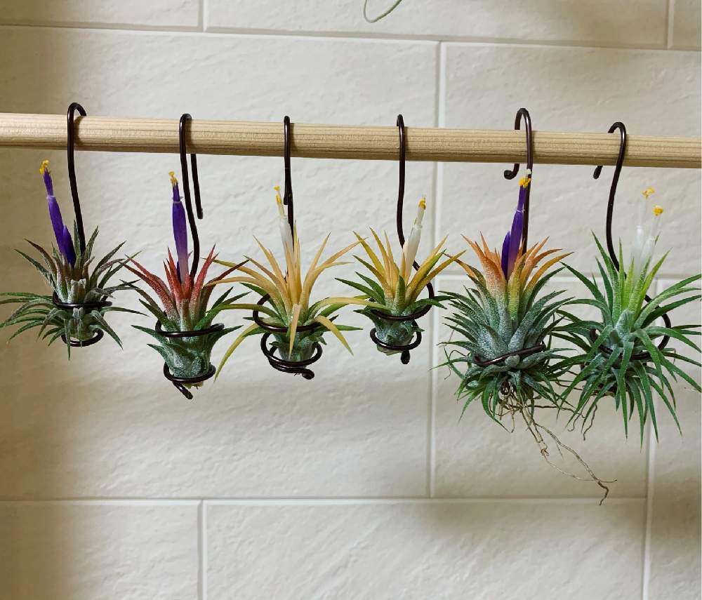 エアプランツ イオナンタの投稿画像 By よういちさん チランジア属とt イオナンタピーチとt イオナンタ ドルイドとt イオナンタアルビノと エアプランツとエアープランツ チランジアとエアプランツ イオナンタとチランジア属とt イオナンタピーチとt イオナンタ ドルイド