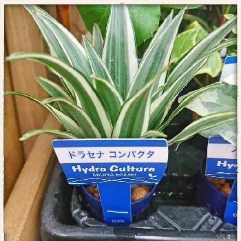 斑入りドラセナコンパクタの投稿画像一覧 Greensnap グリーンスナップ